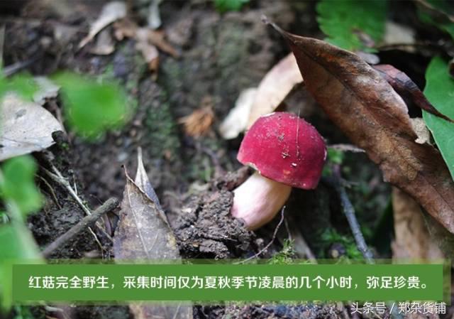 尤溪县枕头山红菇,明溪特级红菇