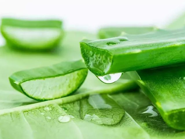 一条拼团｜富含金缕梅精华的爽肤水，全能养护洗发水725g