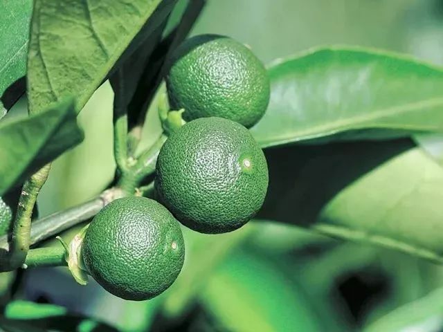 一条拼团｜富含金缕梅精华的爽肤水，全能养护洗发水725g