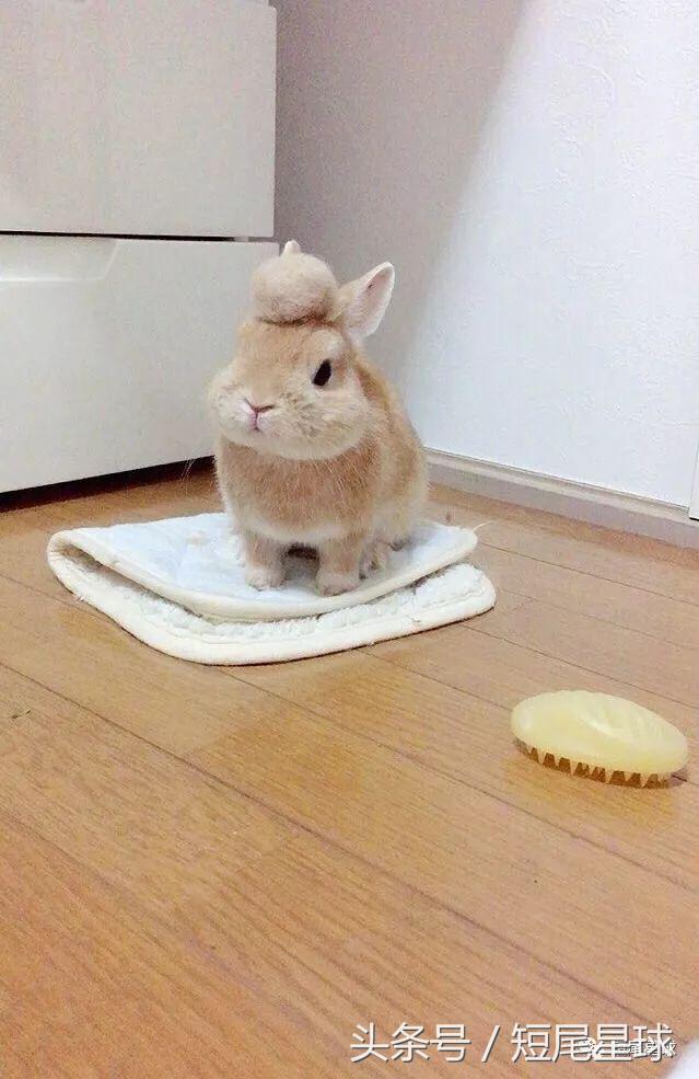 怎么驯服兔子让兔子变乖,兔子突然变乖是什么原因