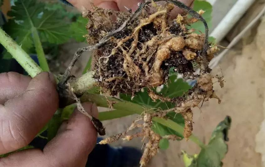 生物治虫害的最佳方法,专治虫害的20个小妙招