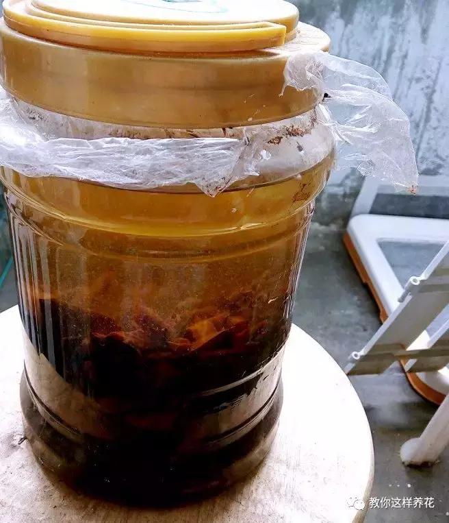 绿萝浇了牛奶叶子发黄,绿萝浇淘米水后叶子大面积发黄