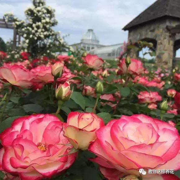 绿萝洗干净就可以水养了么,绿萝吊兰长势慢