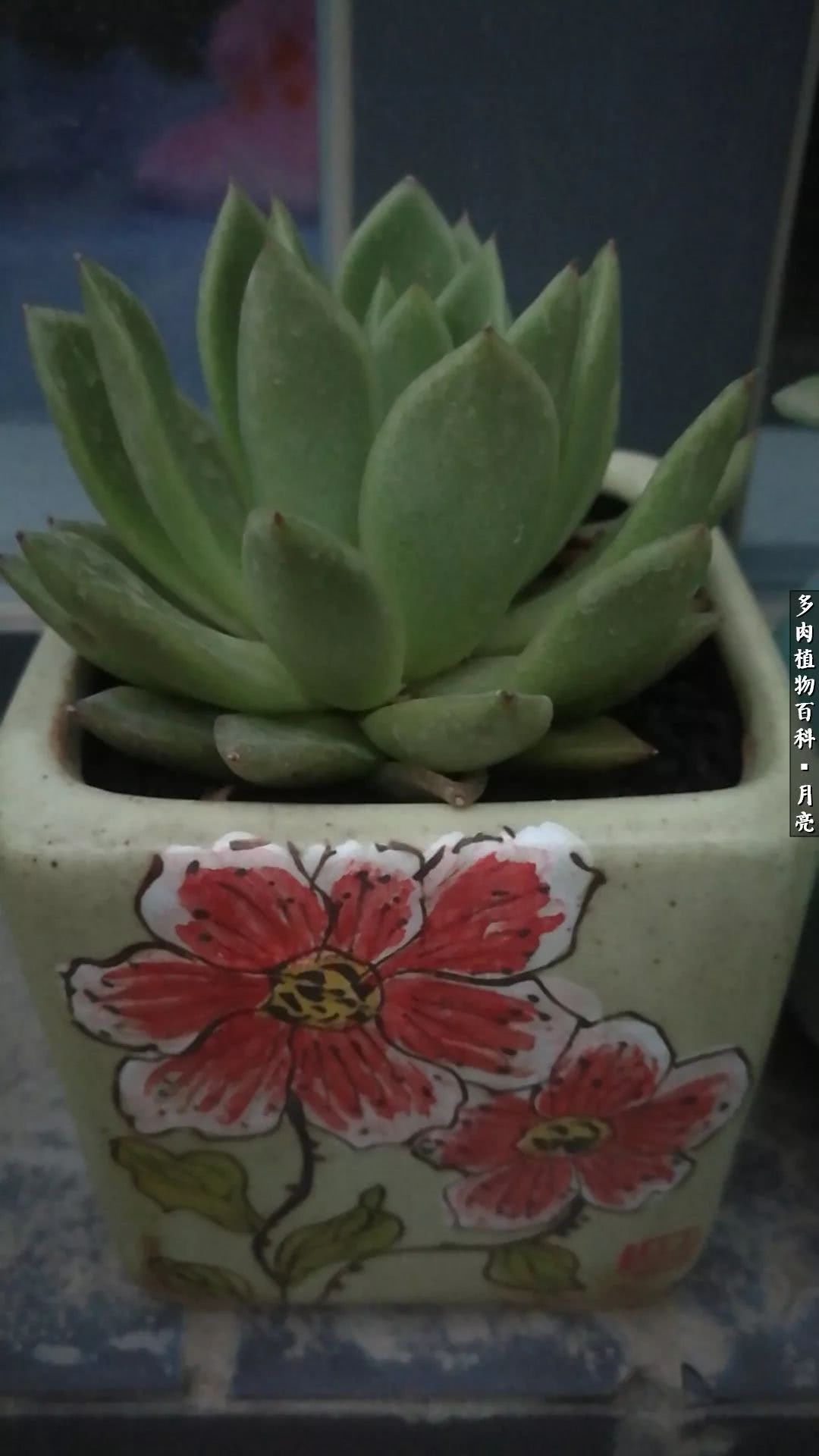 养了五年多肉没一盆“干货”？终于总结出原因了！