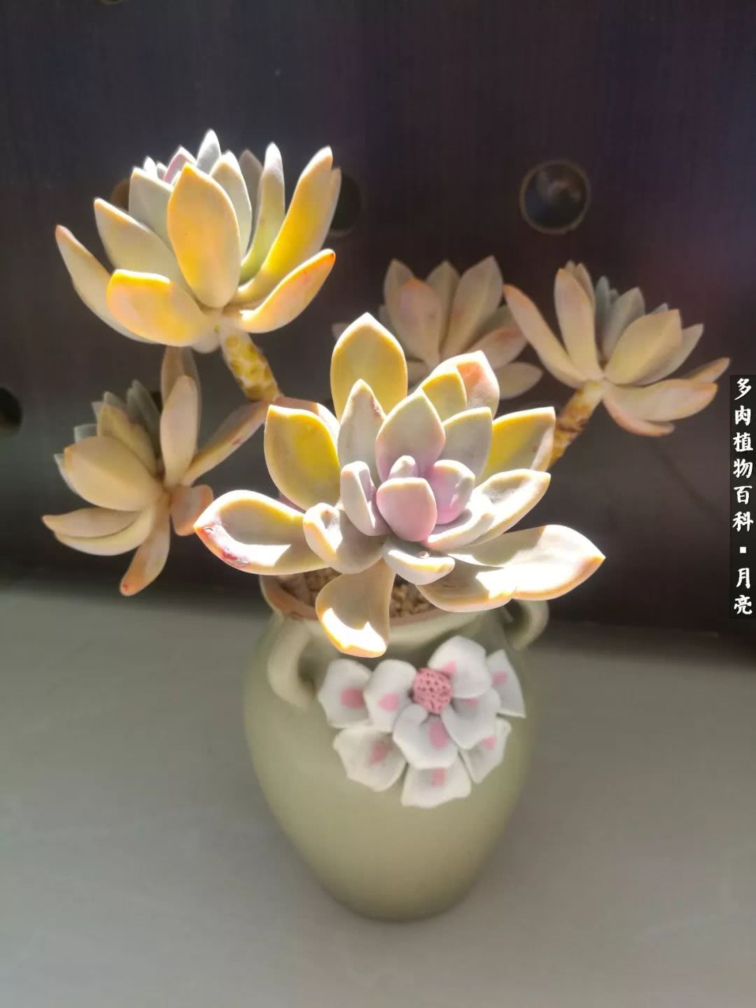 养了五年多肉没一盆“干货”？终于总结出原因了！