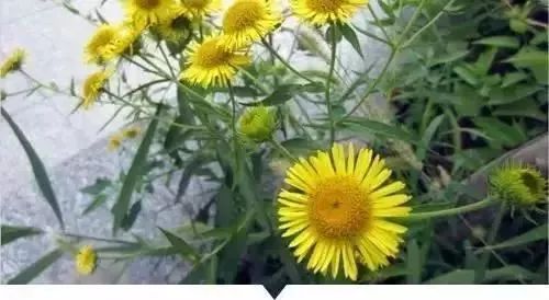 赣榆人讨厌的这个野果子，有人专门来捡赚钱，榨油吃了能防癌……