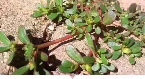 赣榆人讨厌的这个野果子，有人专门来捡赚钱，榨油吃了能防癌……