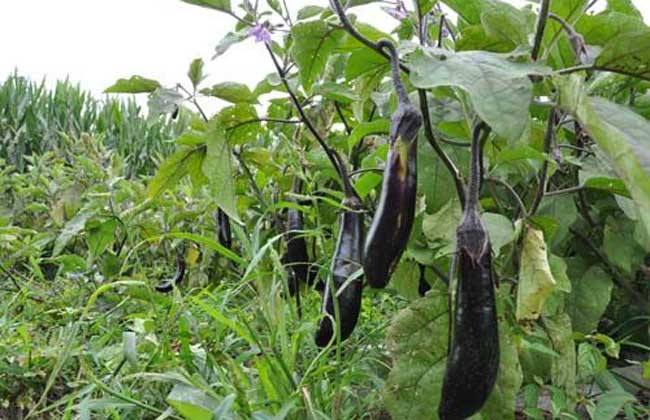 茄子种植根茎细怎么办,茄子种植前如何处理