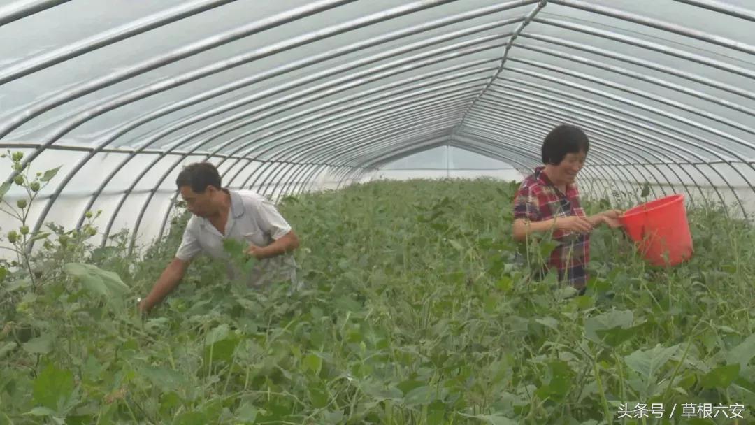 六安这种常见的虫子,竟然卖到了180一斤!你家附近有吗?