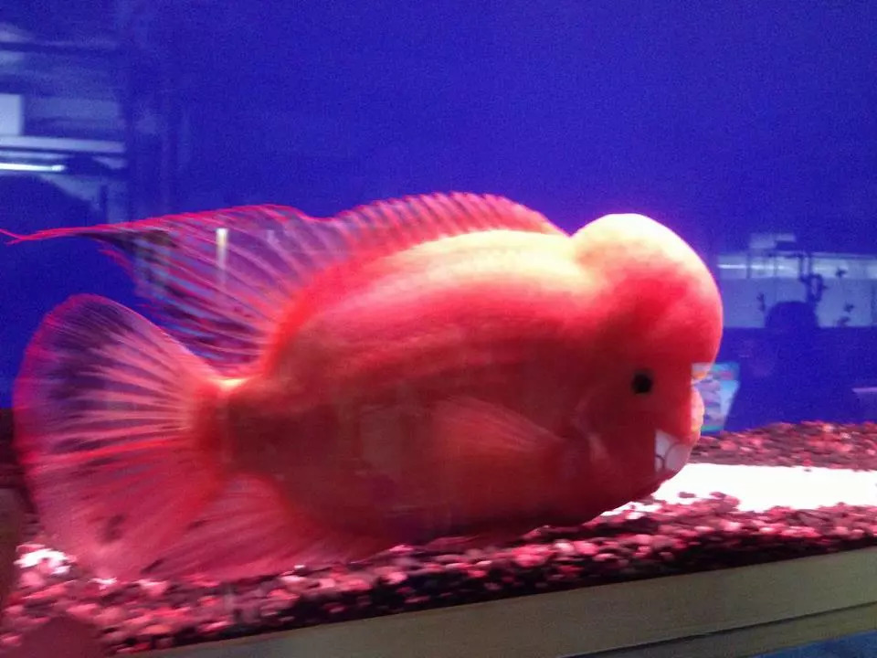 罗汉鱼喂食技巧,罗汉鱼怎么饲养