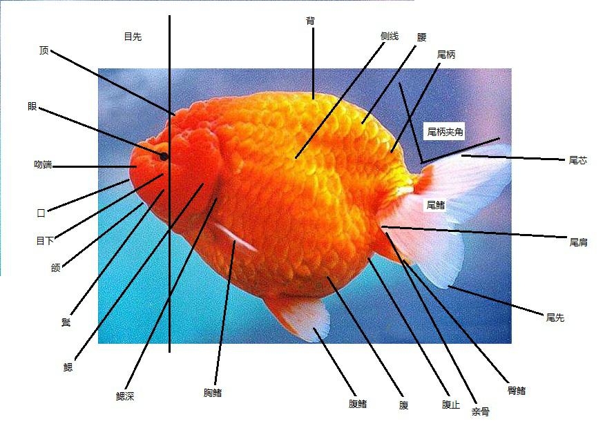 兰寿都是短尾巴吗,兰寿为什么短尾