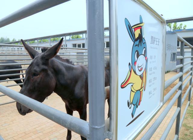 天冷吃驴肉火锅有多过瘾,驴肉火锅适合涮什么菜