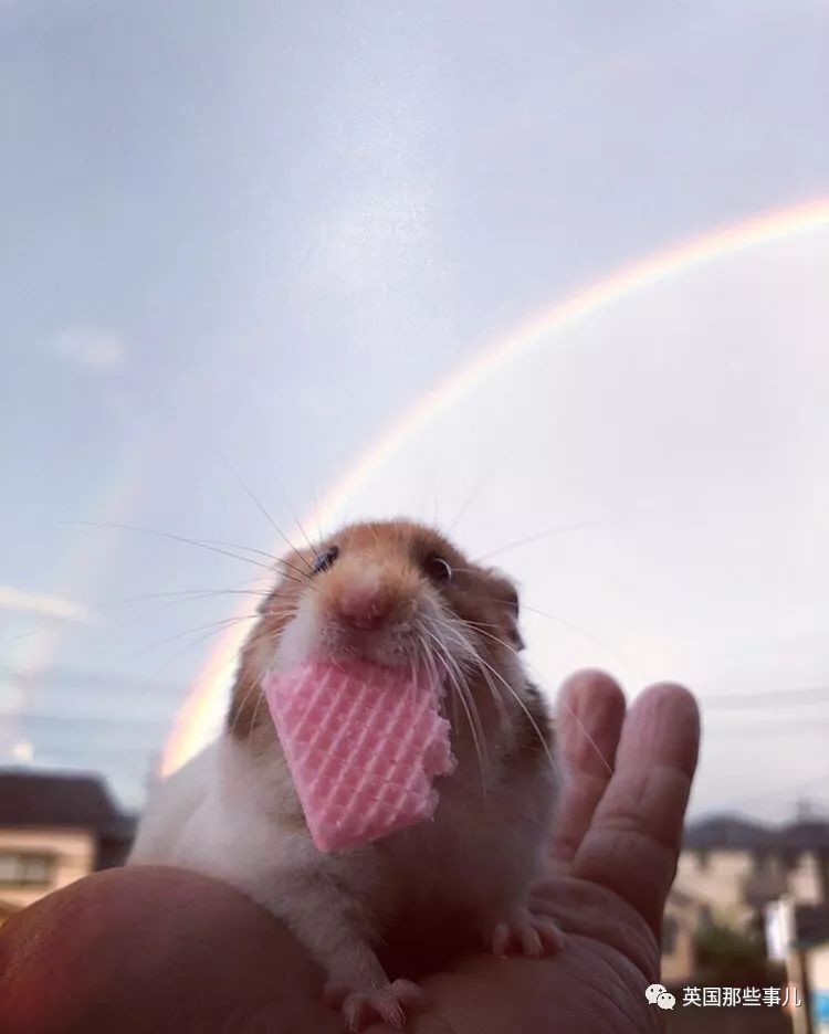 捧着仓鼠晒肌肉……这位“杀手”大叔的画风真是健身界的一股清流