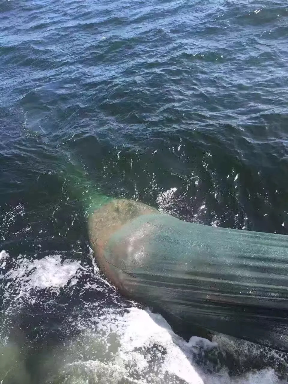 虾皮特级无盐补钙儿童,含钙量最高的食物排名虾皮和牛肉