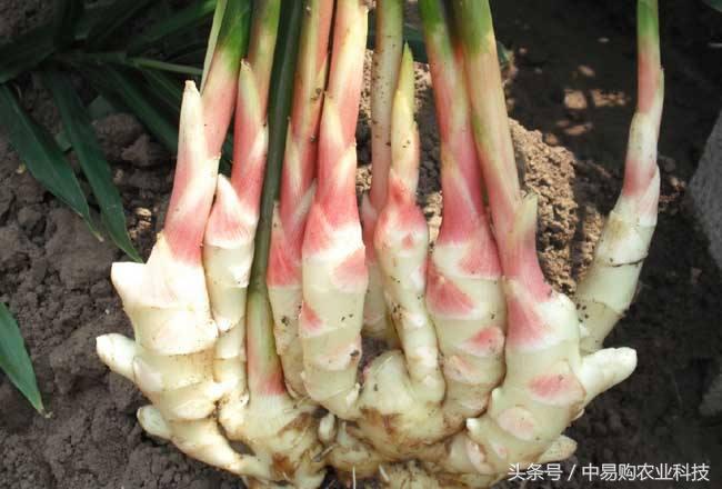 生姜虫害防治最简单的方法,生姜虫害防治挂图