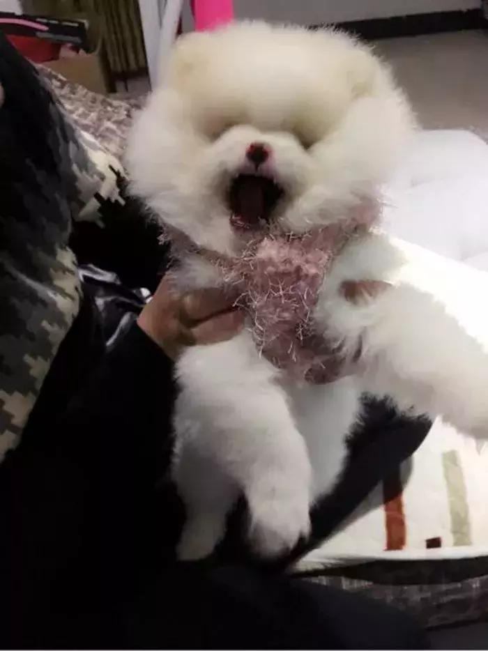 饲养博美常识大全,博美的饲养方法和注意事项