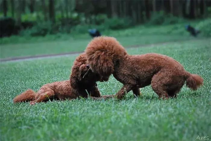 养泰迪十大副作用,养泰迪的基本常识