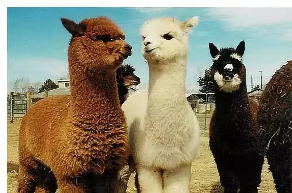 跟着萌宠过国庆，准备好迎接惊喜了吗？