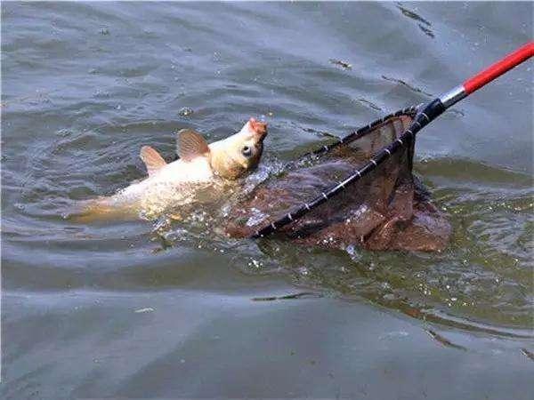 钓鱼“饵料”有哪些？没想到水果蔬菜都能做饵料！你还不知道吧！