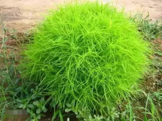 绵阳人讨厌的这个野果子，有人专门来捡赚钱……