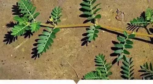 绵阳人讨厌的这个野果子，有人专门来捡赚钱……