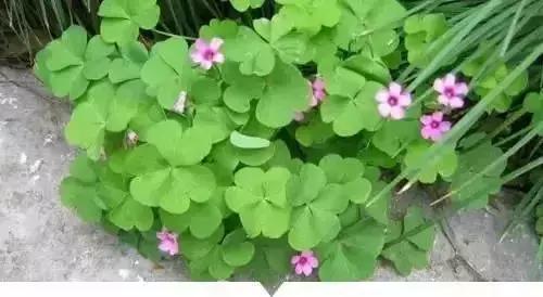 绵阳人讨厌的这个野果子，有人专门来捡赚钱……