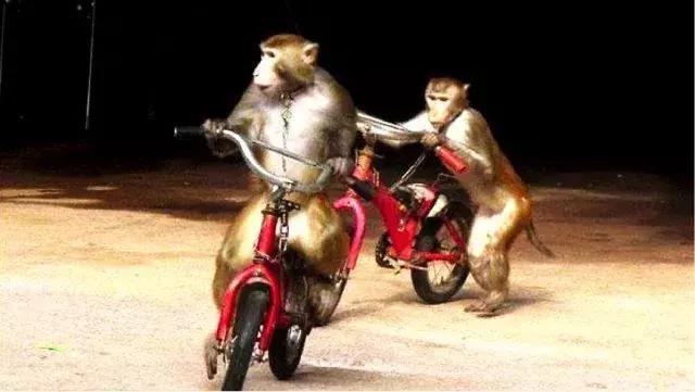 终于定了！世界皇家马戏嘉年华空降淮北吾悦广场！