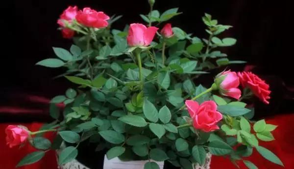 油烟机的废油别扔留下省钱又实用,抽油烟机排出废油可以当花肥料