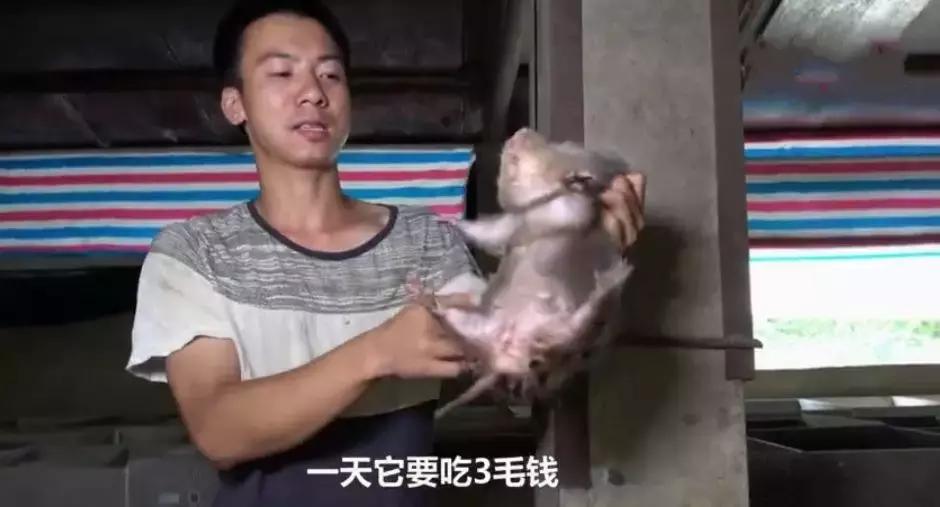 华农兄弟养竹鼠,华农兄弟养竹鼠的视频