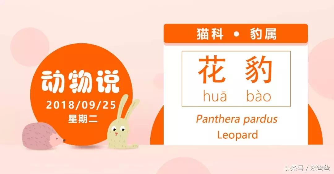 非洲大草原上五大兽之一：傲娇的花豹