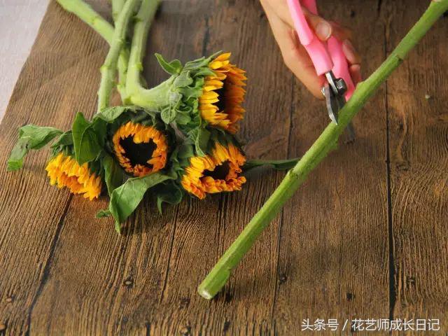 摘下来的向日葵如何养活,向日葵的养护方法和注意事项图文