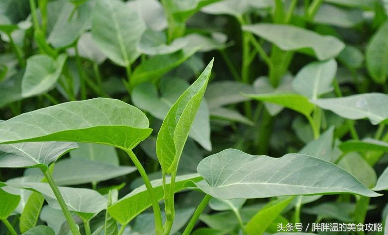 宁都擂钵空心菜图片,宁都擂钵空心菜团购
