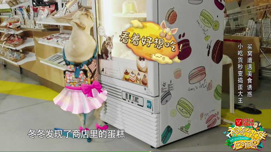 这档动物互动秀有什么治愈“疗法”？解读《神奇伙伴》快乐密码