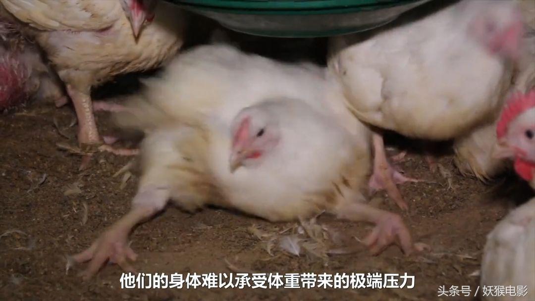 生活究竟有多么残酷,如果你觉得生活很苦不妨看一看