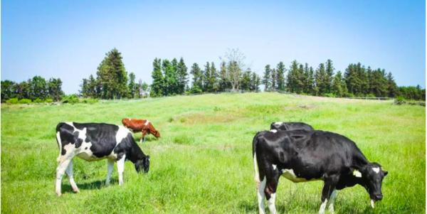 济州岛一年往返12次,到济州岛旅行行程