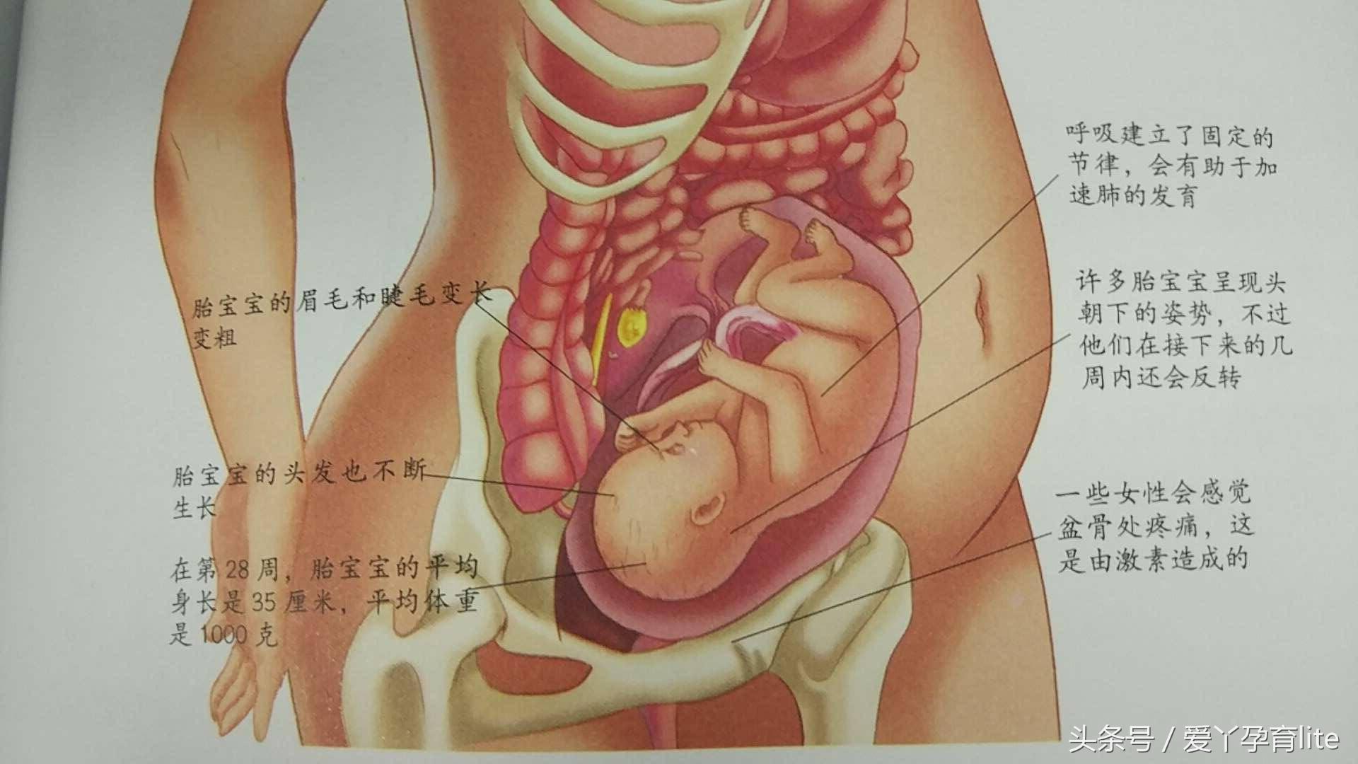 30岁孕妈该注意事项,高龄孕妇怀孕1个月成功率