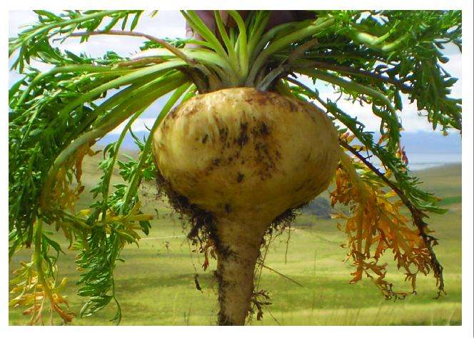 这南美喂牲口的菜，曾在我国卖到上万，现在每斤八块，你吃过吗？