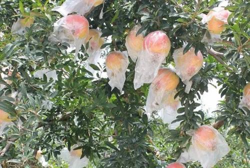 石榴套袋请人套袋,石榴套袋和不套袋的好处与缺点