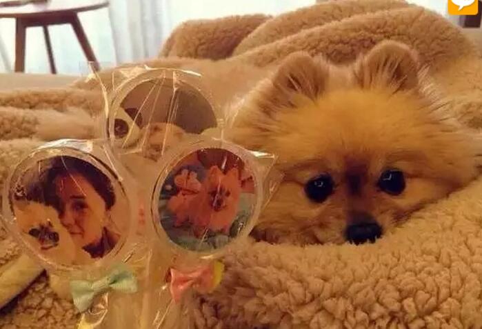 一个超级感人关于狗狗的故事,暖心主人和励志狗狗的故事