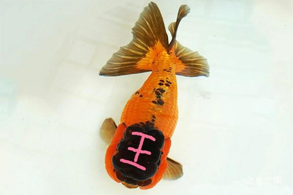 兰寿都是短尾巴吗,兰寿为什么短尾