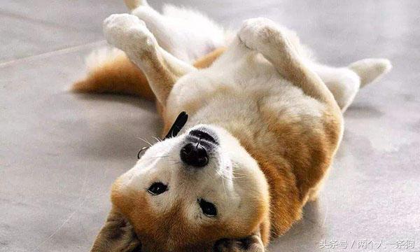 怎样祛除狗狗焦虑症,狗狗如何预防分离焦虑症