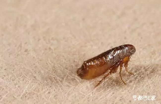 被马蜂蜇了的最快速处理办法,被马蜂蛰的100种方法