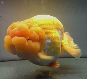 兰寿都是短尾巴吗,兰寿为什么短尾