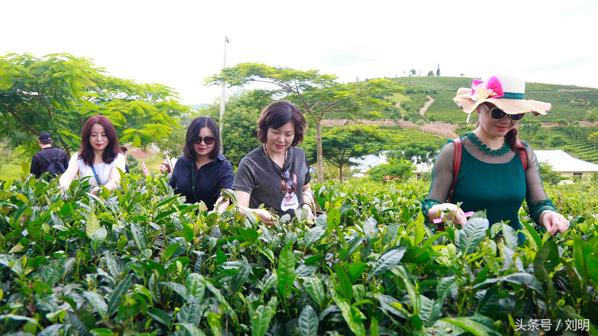 蚂蚁旅游专线云南之旅,蚂蚁旅游行