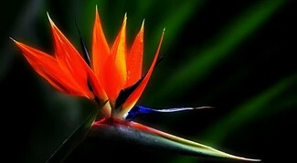 花语大全喜欢的赶紧收藏起来,花语大全100种花的花语象征爱情