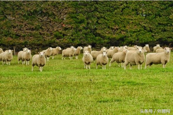 新西兰有什么值得买的,新西兰10大必买品