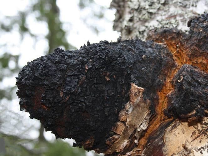 这东西你听过但你肯定没见过