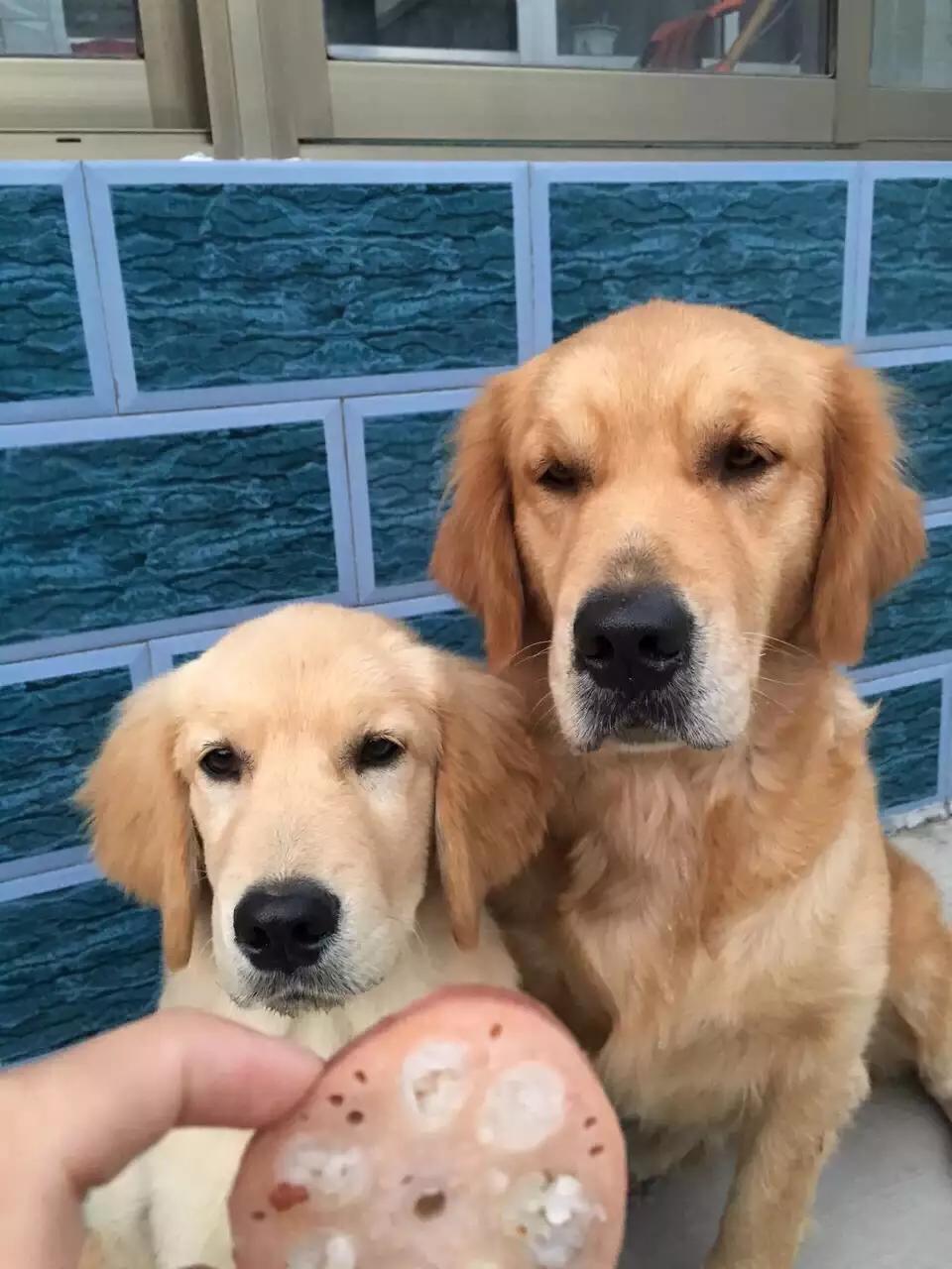 如果你孤独就养只宠物,如果你孤独了就养只狗狗吧