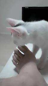 不小心踩到狗狗它会咬人吗,不小心踩到狗狗的脚会不会骨折