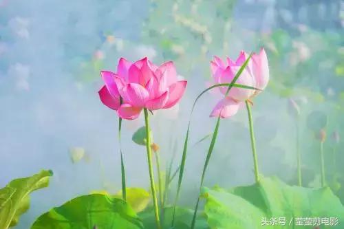 因果规律和因缘果报,因果果报真实不虚什么意思